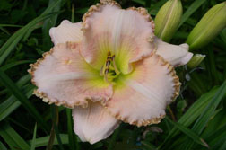 Remembering Ruth 1